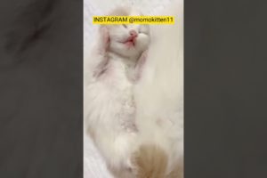FUNNY KITTEN | CUTE KITTEN | PLAYING KITTEN | CUTE ANIMALS #shorts