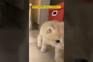 FUNNY KITTEN | CUTE KITTEN | PLAYING KITTEN | CUTE ANIMALS #shorts