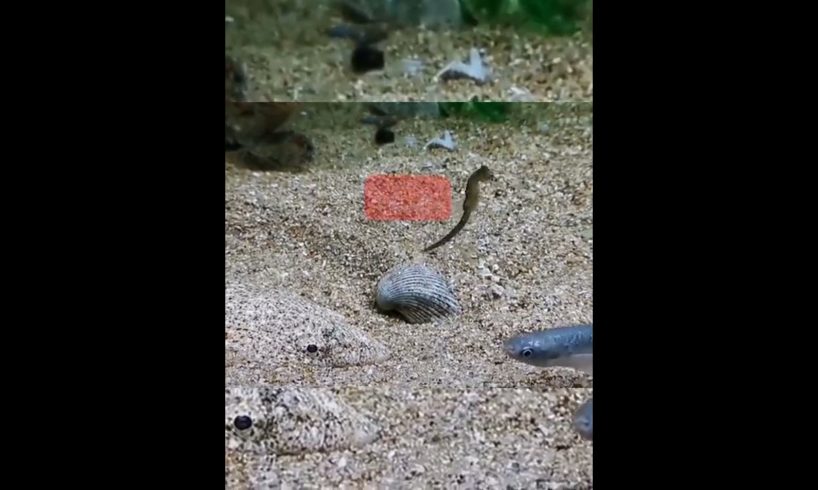 Africa Wild Animals、 Wild Animals、Animal World#Shorts