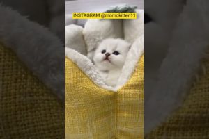 FUNNY KITTEN | CUTE KITTEN | PLAYING KITTEN | CUTE ANIMALS #shorts