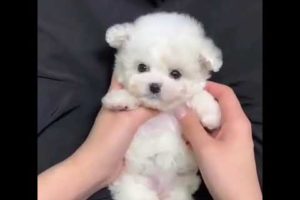 Cute baby animals Videos Compilation cutest moment of the animals - Cutest Puppies