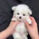 Cute baby animals Videos Compilation cutest moment of the animals - Cutest Puppies