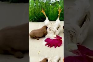 Cute Animals   Funny Animal Videos   Cute Animal Videos   So Cute Dog 12 😘 #shorts/狗/鸡