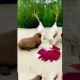 Cute Animals   Funny Animal Videos   Cute Animal Videos   So Cute Dog 12 😘 #shorts/狗/鸡