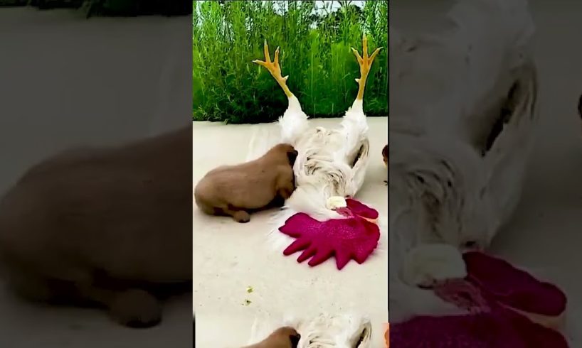Cute Animals   Funny Animal Videos   Cute Animal Videos   So Cute Dog 12 😘 #shorts/狗/鸡