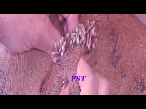 Removing Monster Mango worms From Helpless Dog! Animal Rescue Video 2022 #14