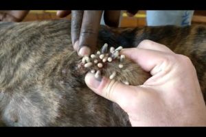 Removing Monster Mango worms From Helpless Dog! Animal Rescue Video 2022