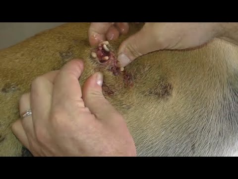 Removing Monster Ticks From Helpless Dog ! Animal Rescue Video 2022 #14