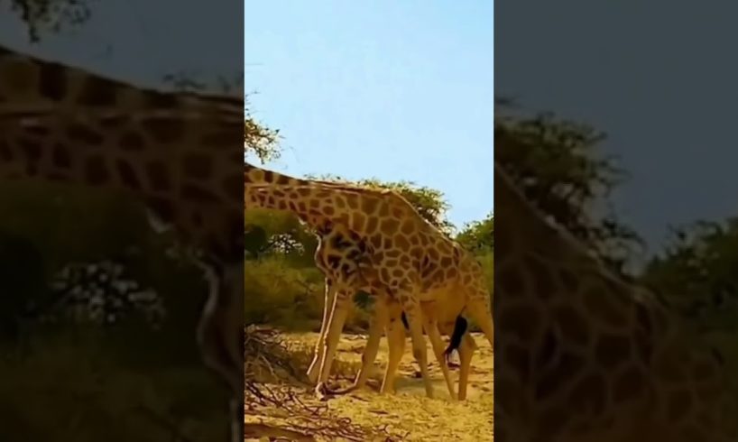 Subscribe For More Weee😂🔥 try not to laugh,fails of the week,funny videos