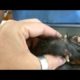 Removing Monster Mango worms From Helpless Dog ! Animal Rescue Video 2022 #7