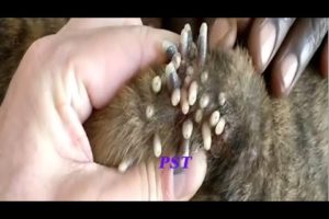 Removing Monster Ticks From Helpless Dog ! Animal Rescue Video 2022 #11