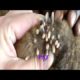 Removing Monster Ticks From Helpless Dog ! Animal Rescue Video 2022 #11