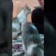 Ultimate Cutest PUPPIES & Happiest Pet of TikTok Compilation 2022