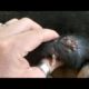 Removing Monster Mango worms From Helpless Dog! Animal Rescue Video 2022 #18