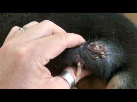 Removing Monster Mango worms From Helpless Dog! Animal Rescue Video 2022 #18