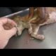 Removing mango worms from helpless dog - Rescue Videos 2022 #9