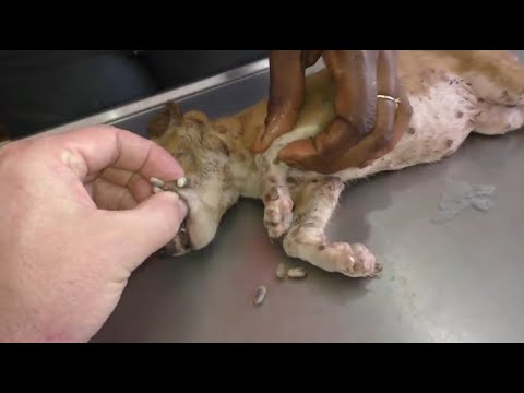 Removing mango worms from helpless dog - Rescue Videos 2022 #9