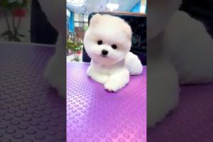 Cutest puppies pets beautiful #shorts