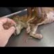 Removing Monster Mango worms From Helpless Dog! Animal Rescue Video 2022 #24