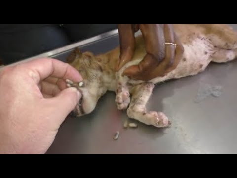 Removing Monster Mango worms From Helpless Dog! Animal Rescue Video 2022 #24