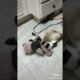 Ultimate Cutest PUPPIES & Happiest Pet of TikTok Compilation 2022