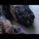Removing mango worms from helpless dog - Rescue Videos 2022 #10