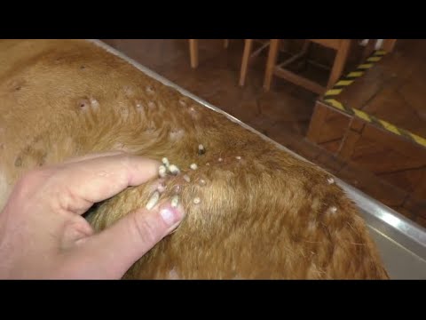 Removing mango worms from helpless dog - Rescue Videos 2022 #11