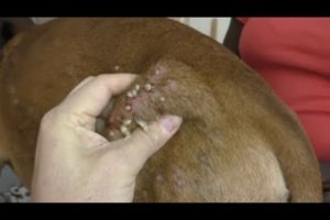 Removing Monster Mango worms From Helpless Dog ! Animal Rescue Video 2022 #10