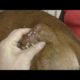 Removing Monster Mango worms From Helpless Dog ! Animal Rescue Video 2022 #10