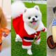 Cute and Funny Dog Videos Compilation | Funny Dogs | Cutest Puppies | Dog Videos In Hindi/Urdu