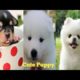 Cute baby animals Videos Compilation cutest moment of the animals - Cutest Puppies | Cute Puppy  ,