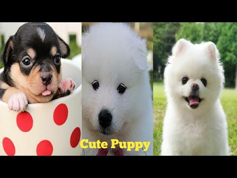 Cute baby animals Videos Compilation cutest moment of the animals - Cutest Puppies | Cute Puppy  ,