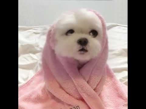 Funny Dogs of TikTok Compilation 😂😂😂 Cutest Puppies 🥺🥰