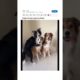 Funny Dogs of TikTok Compilation ❤️❤️❤️ Cutest Puppies ❤️❤️