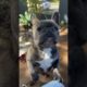 Smart funny dog 🥰 Ultimate Cutest PUPPIES Frenchie Dogs🐶 #Frenchie #Shorts #FunnyDogs