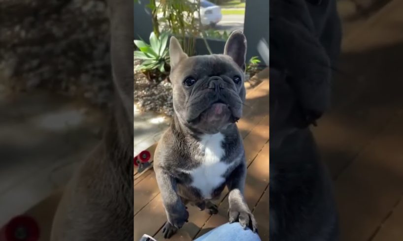 Smart funny dog 🥰 Ultimate Cutest PUPPIES Frenchie Dogs🐶 #Frenchie #Shorts #FunnyDogs