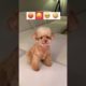 Funny Dogs of TikTok Compilation ~ Cutest Puppies 😡😛🥺🤪