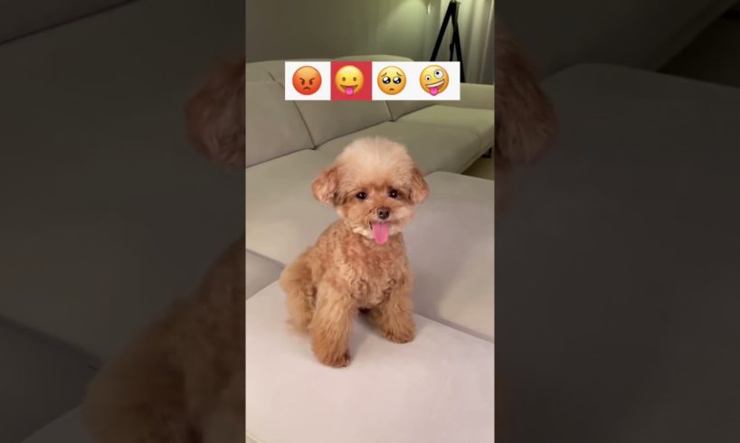 Funny Dogs of TikTok Compilation ~ Cutest Puppies 😡😛🥺🤪