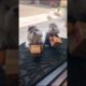 Funny Dogs of TikTok Compilation 🐕 Cutest Puppies 🥰