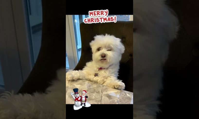 Funny Dogs of TikTok Compilation 🥺🥰 Cutest Puppies 🤣🤣🤣❤️