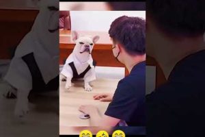 Funny Dogs of TikTok Compilation ~ Cutest Puppies ππ₯°