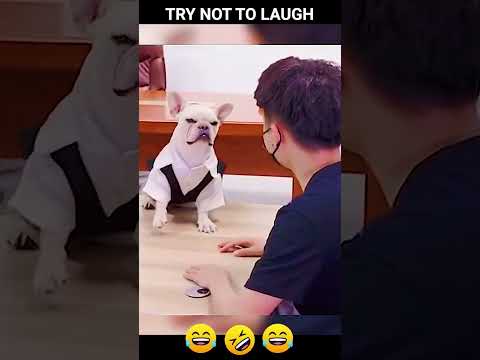 Funny Dogs of TikTok Compilation ~ Cutest Puppies 😂🥰