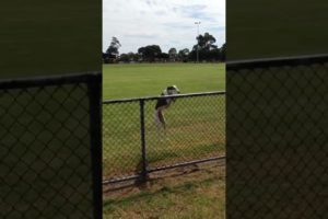 Funny Dogs of TikTok Compilation πππ Cutest Puppies πππ