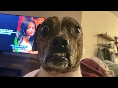 Funniest Dogs And Cats Ever 🐧 - Best Funny Animal Videos Of The 2022 - Funny animals #1
