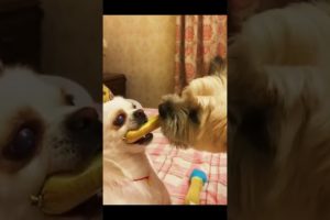 Cute Puppies Animals Videos Compilation cutest moment of the animals Funniest & Cutest #short