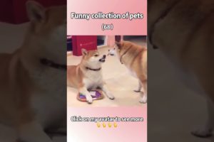 Funny Dogs of TikTok Compilation ~ Cutest Puppies 😭😅