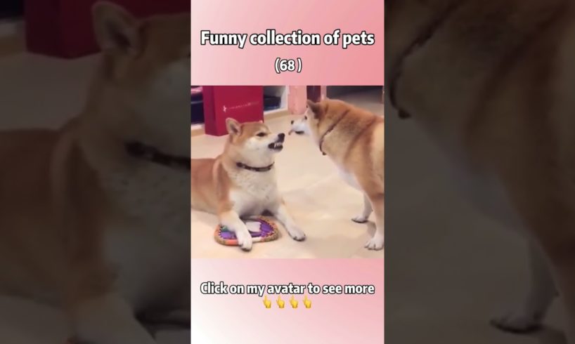 Funny Dogs of TikTok Compilation ~ Cutest Puppies 😭😅