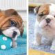 Funny and Cute French Bulldog Puppies Compilation - Cutest French Bulldog #25