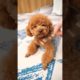 Funny Dogs of TikTok Compilation 😅😅 Cutest Puppies 😅😅