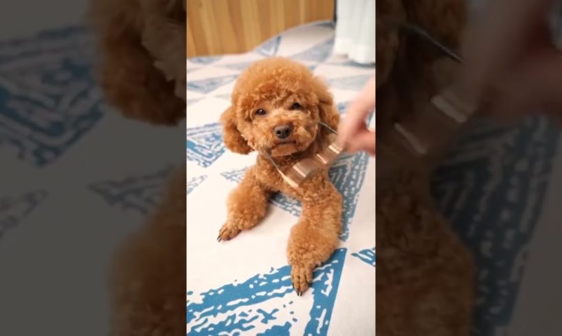 Funny Dogs of TikTok Compilation 😅😅 Cutest Puppies 😅😅